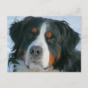 Berner Sennenhund-Welpen-Hund leere Postkarte