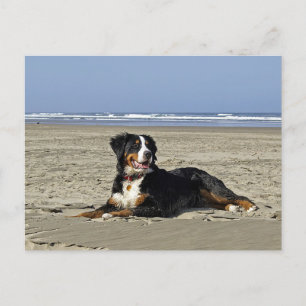 Berner Sennenhund-Welpen-Hund leere Postkarte