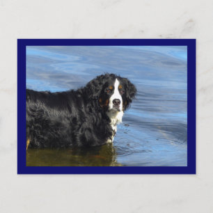 Berner Sennenhund-Welpen-Hund leere Postkarte