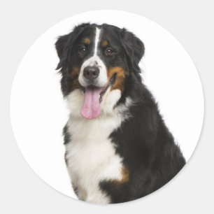 Berner Sennenhund Welpen Mama Hund Papa Berner Ret Runder Aufkleber