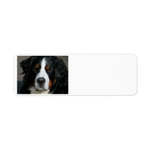 bernese Berg dog.png