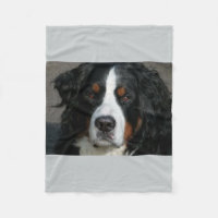 bernese Berg dog.png