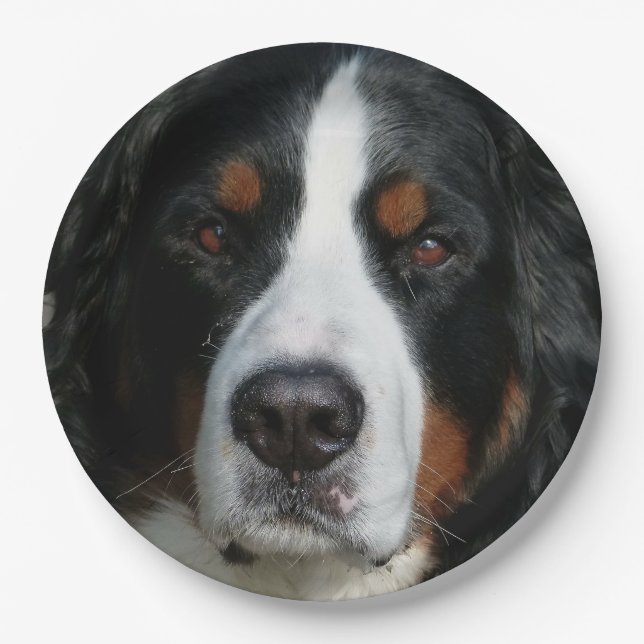 bernese Berg dog.png Pappteller (Vorderseite)