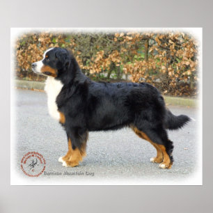 Bernese Gebirgshund 9T066D-221 Poster