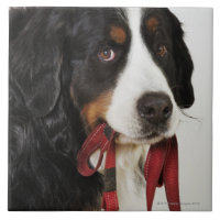 Bernese Gebirgshund (Berner Sennenhund) mit