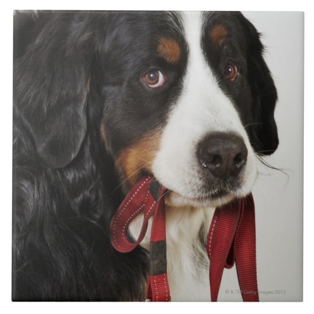 Bernese Gebirgshund (Berner Sennenhund) mit Fliese (Vorderseite)