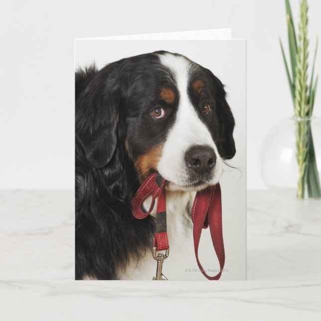 Bernese Gebirgshund (Berner Sennenhund) mit Karte (Vorderseite)