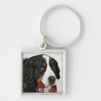 Bernese Gebirgshund (Berner Sennenhund) mit