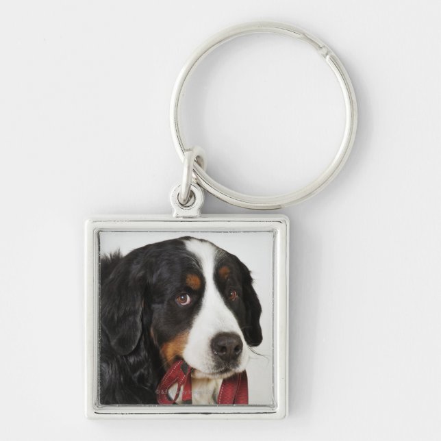 Bernese Gebirgshund (Berner Sennenhund) mit Schlüsselanhänger (Vorne)