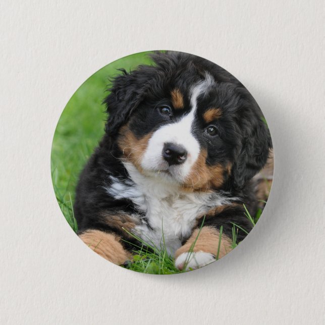 Bernese Gebirgshund Button (Vorderseite)