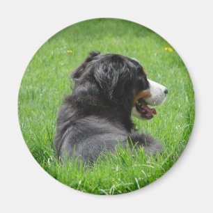 Bernese Gebirgshund genießt The Sun Magnet