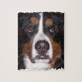 : Bernese Gebirgshunde" "großer Hunde" Hund