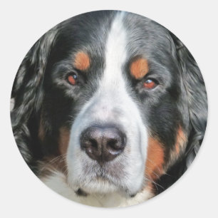 Bernese GebirgshundeFoto-Bild Runder Aufkleber