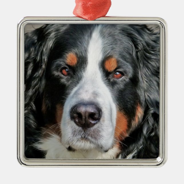 Bernese GebirgshundeFoto-Bild Silbernes Ornament (Vorne)