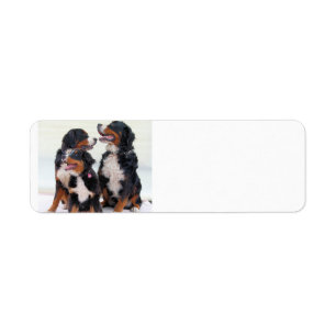 bernese Gebirgshundegruppe