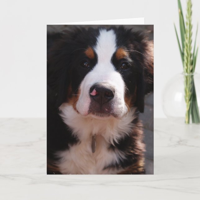 Bernese Gebirgshundegruß-Karte Karte (Vorderseite)