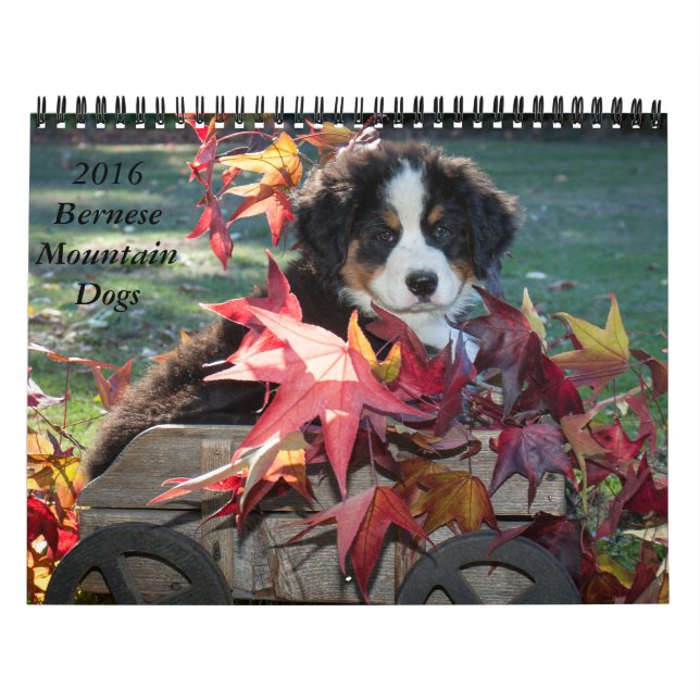 Bernese Gebirgshundekalender 2016 Kalender (Titelbild)