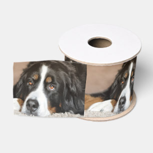 bernese Gebirgshundelegen Ripsband