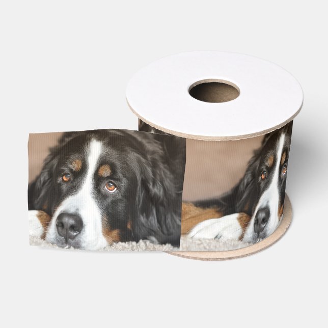 bernese Gebirgshundelegen Ripsband (Spule)