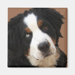 Bernese Gebirgshundemagnet - "Lucy " Magnet