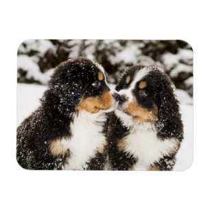 Bernese Gebirgshundemarionetten-Atemzug Magnet