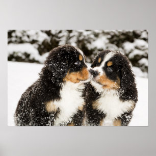 Bernese Gebirgshundemarionetten-Atemzug Poster