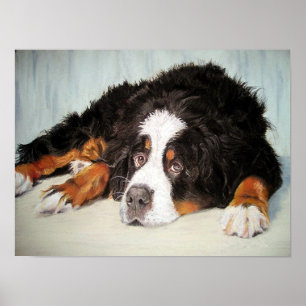 Bernese Gebirgshundeporträt-Plakat-Druck Poster