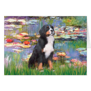 Bernese - Lilies 2