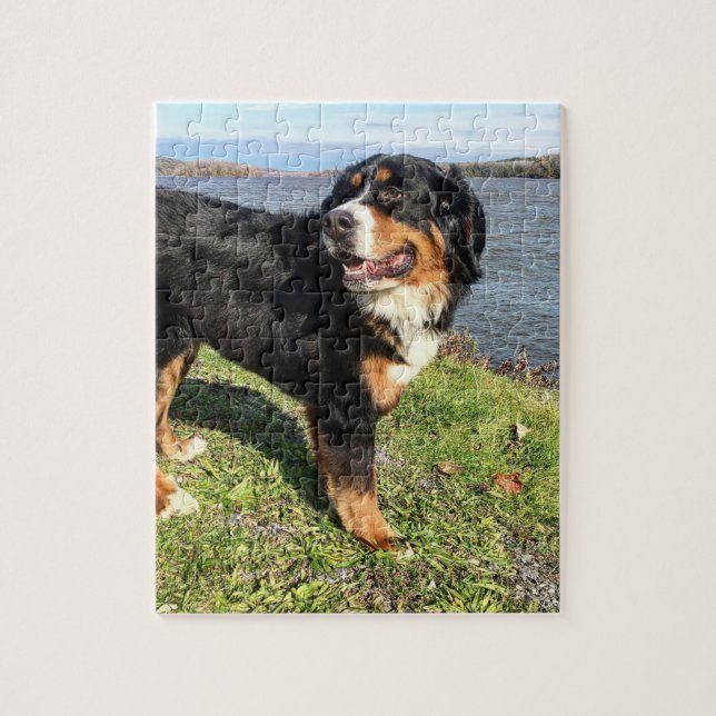 Bernese Mountain Dog (Vertikal)