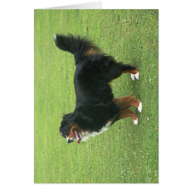 Bernese Mountain Dog (Vorne)