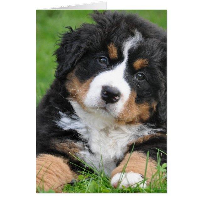 Bernese Mountain Dog (Vorne)