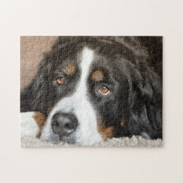 Bernese Mountain Dog