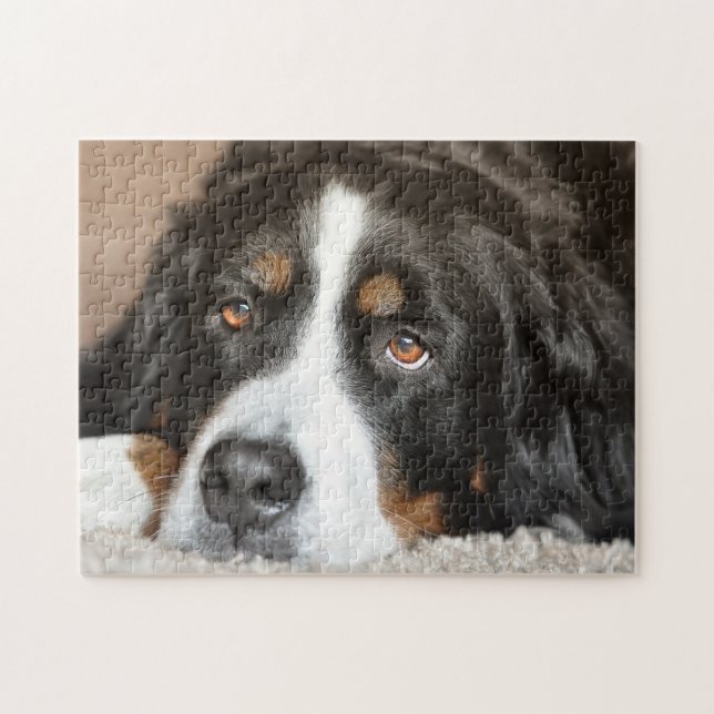 Bernese Mountain Dog (Horizontal)