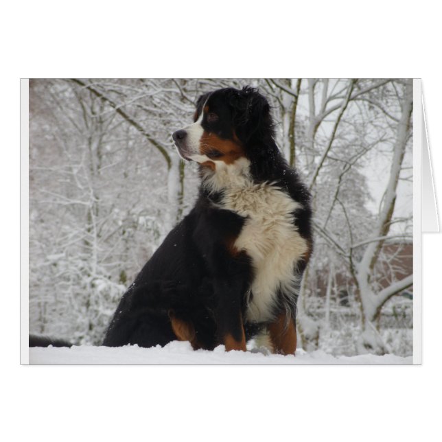 Bernese Mountain Dog (Vorderseite (Horizontal))