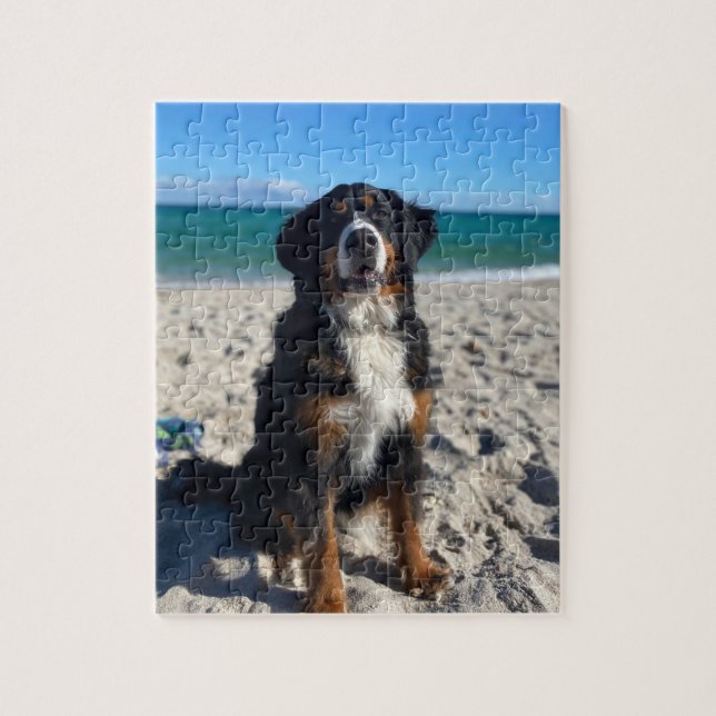Bernese Mountain Dog  (Vertikal)