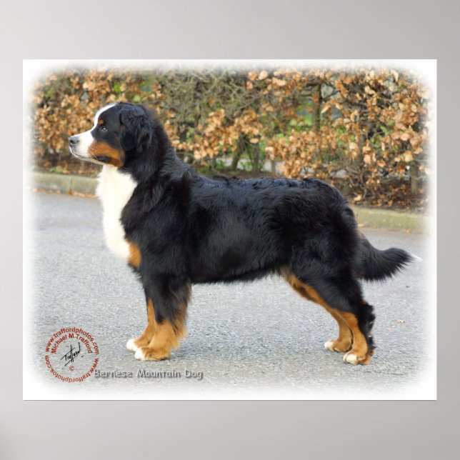 Bernese Mountain Dog 9T066D-221 Poster (Vorne)