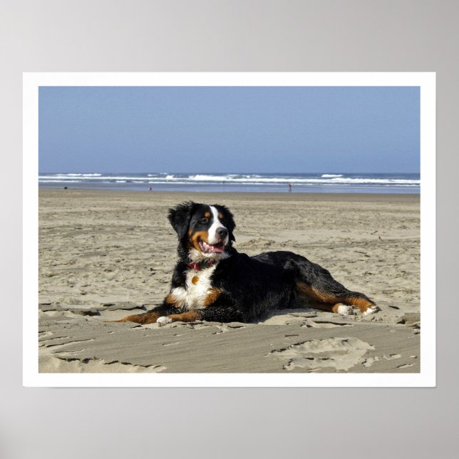 Bernese Mountain Dog am Strand Poster (Vorne)