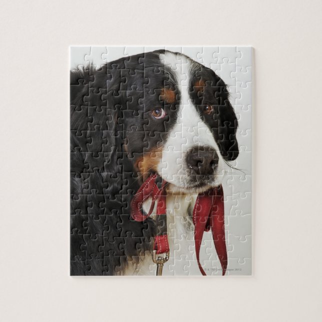 Bernese Mountain Dog (Berner Sennenhund) mit (Vertikal)