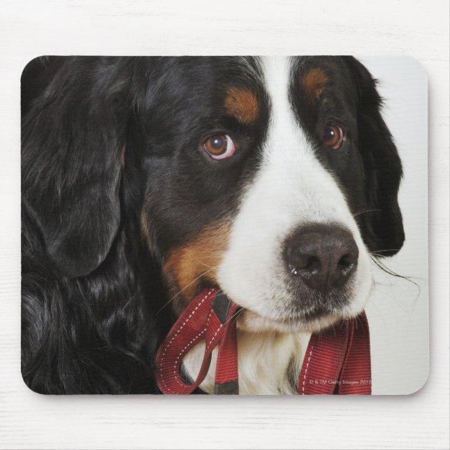 Bernese Mountain Dog (Berner Sennenhund) mit Mousepad (Vorne)