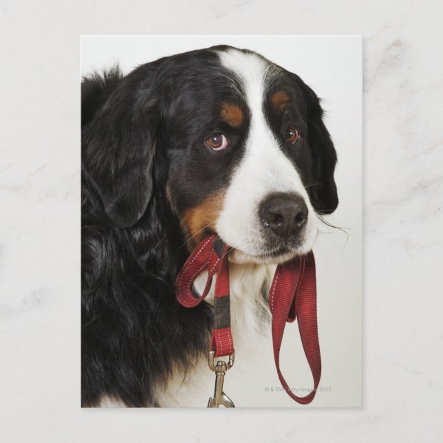 Bernese Mountain Dog (Berner Sennenhund) Postkarte (Vorderseite)