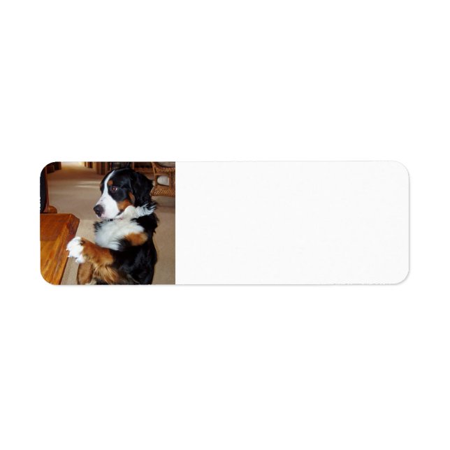 bernese-mountain-dog-betging.png (Vorne)