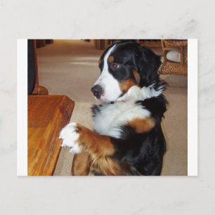 bernese-mountain-dog-betging.png postkarte