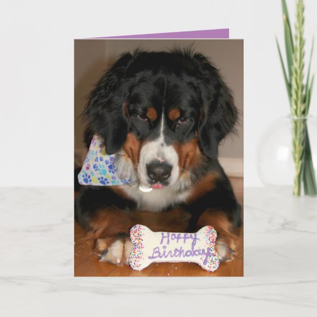 Bernese Mountain Dog Birthday Feiertagskarte (Vorderseite)