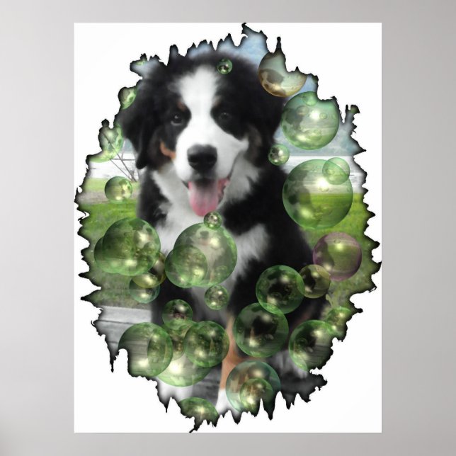 Bernese Mountain Dog Bubble Poster (Vorne)