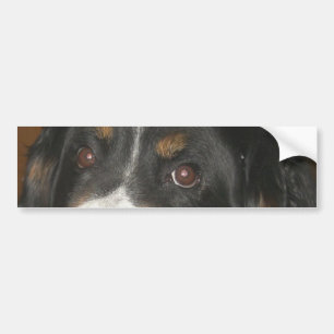 Bernese Mountain Dog Eyes Autoaufkleber
