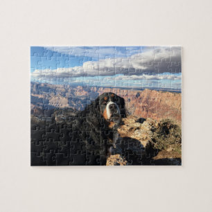 Bernese Mountain Dog Grand Canyon