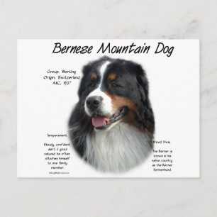 Bernese Mountain Dog History; alles über Berners Postkarte