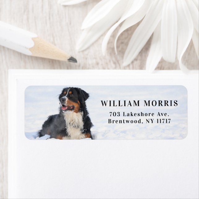 Bernese Mountain Dog in Snow Return Address (Insitu)