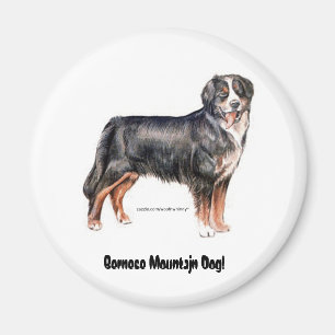 Bernese Mountain Dog Magnet