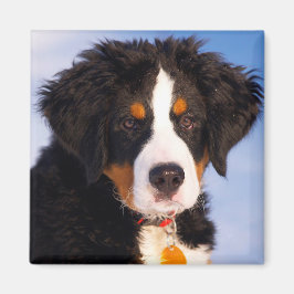 Bernese Mountain Dog Magnet